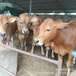 �ؑc���������ţ�����u���^�� �����Sţ���w�����X