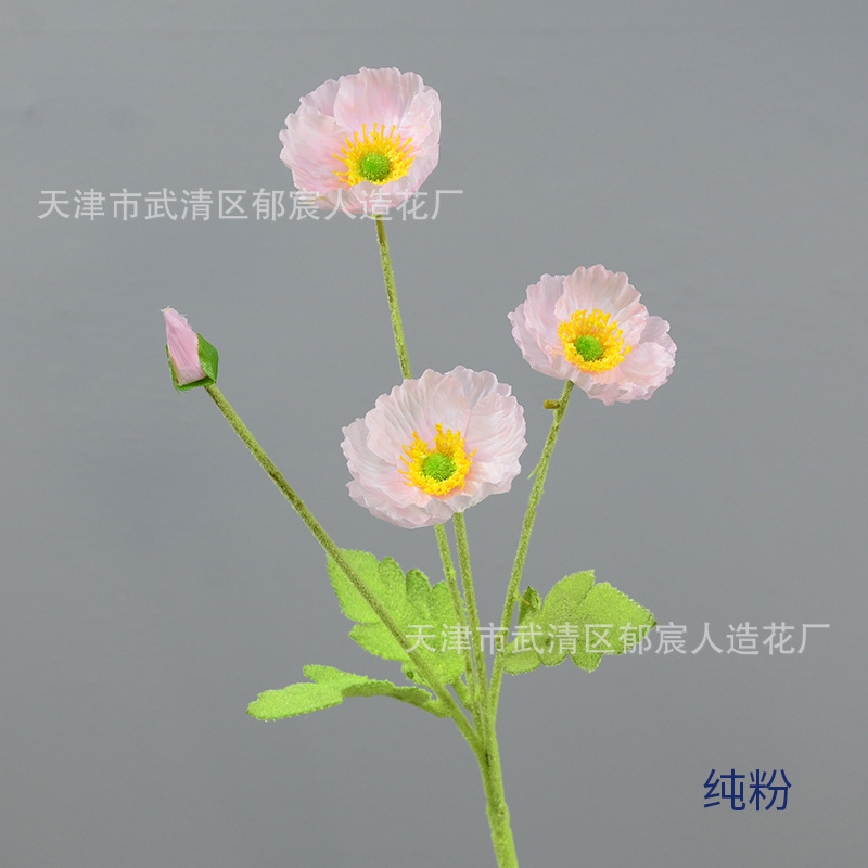 퓨어 파우더