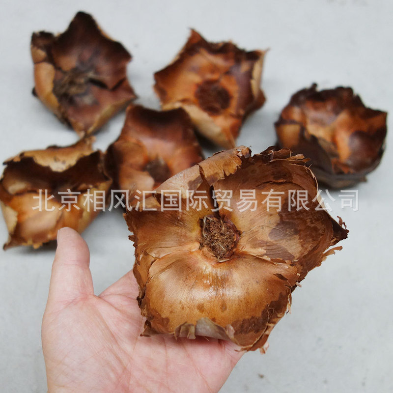 [Coconut Flower] Imported Dried Fruit, Dried Shells, Natural Plants, Home Furnishings, Flower Arrangements, Photo Props and Gifts