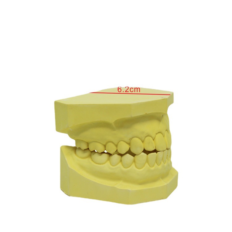 Oral Dental Yeso Modelo dental Dental Enseñanza oral Boca completa Modelo dental Práctica Grabado Modelo dental