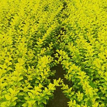 һ�����l���~Ůؑ��ɭ����С�~�����~ˮϞ����ͥԺ�����G�h