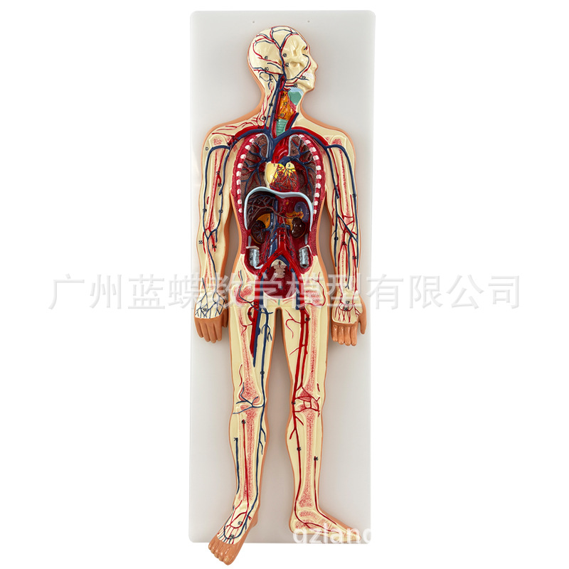 ҽѧ����ѪҺѭ��ϵͳģ��������������Ѫ�ܶ�����ϵͳ���ʽ̾�