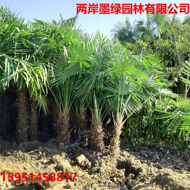 棕榈树苗老人葵棕榈树_主图02