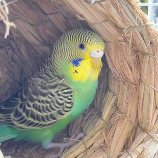 ���P�W�^С�B녰߻��w�����B�fԒ��Ƥ�B�����B�H�����r�µ���ֳ��