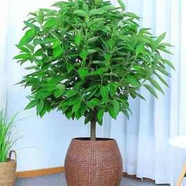 平安树盆栽室内客厅幸福树盆栽大型植物四季长青绿植包邮老桩清仓