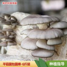 平菇菌種批發 食用菌菌包6斤兩頭出蘑菇種植高出菇率黑平菇菌包