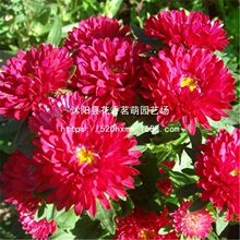 ɢ�b��շN���ذ�ջ��л��ջ���ɫ�ļ����D���¾վ��^�����׳ɻ�