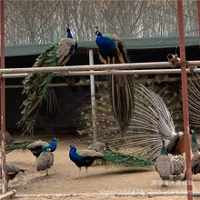 �S�ҳ����{��ȸ����wһ���r�� ��ȸ�N�����l �^�p��ȸ�����Xһֻ