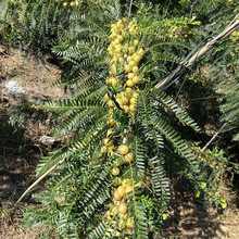 油甘果孕妇低糖水果金灶余甘果玉油柑鲜果余干果余甘子滇橄榄腌制