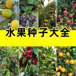 ����N����轷N�Ӱ׹���֦�����㴻���һ������Ѻ��ҷN���ļ�ͥԺ