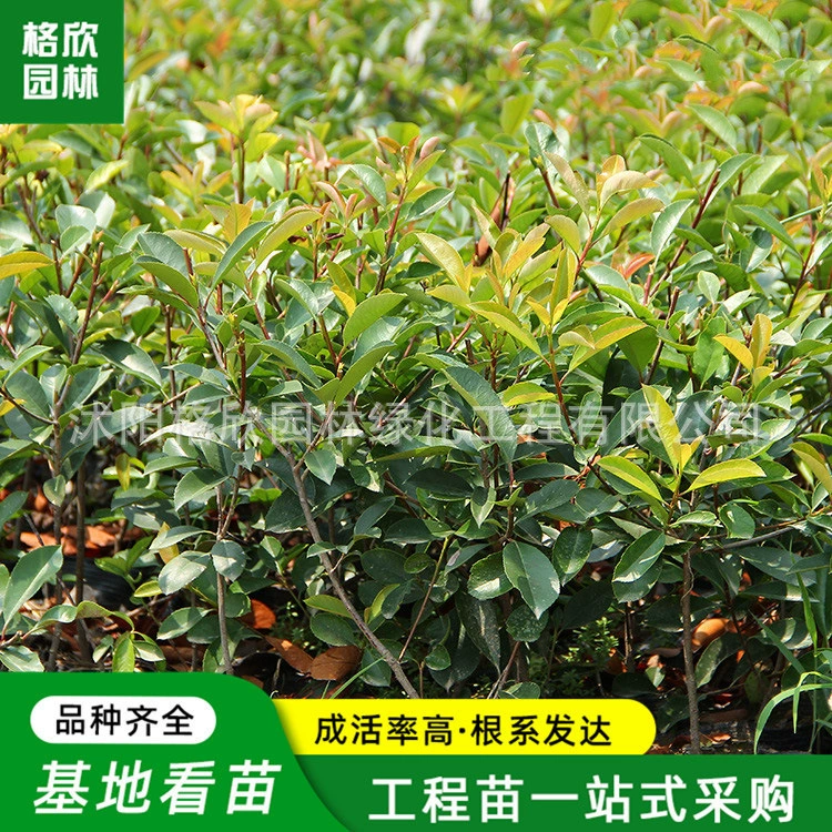 Кластер саженцев вереска с красными листьями оптом садовый чехол цветной проект по озеленению листьев спецификации рассады полный вереск с красными листьями