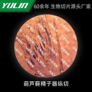 Gourd Moss Sperm Optical Cutting Microscope Experimental Slide Rainforest Production Slicing Specimen Teaching Science for Colleges and Universities