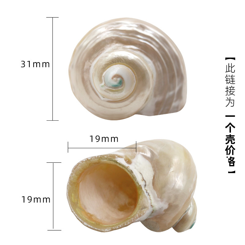 X05 작은 야광 달팽이 3cm 이상의 게에 적합