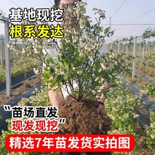 {ݮ{ݮԱϷNֲļ䱡Fش̨Nֲ