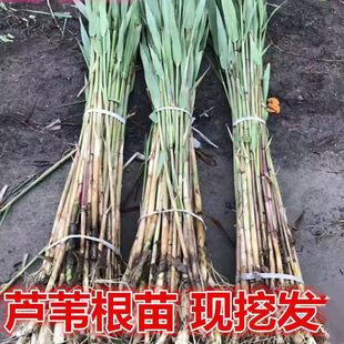 Reed Seedlings, Reed Roots, Reed Seedlings, Yellow Calamus Seedlings, Aquatic Plants to Purify Water Quality, Reed Roots, Firewood Roots