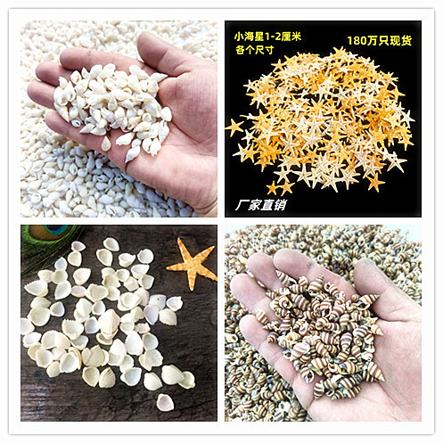 Small Starfish (1-2cm) Marine Crafts Accessories Jewelry Decoration Natural Small Conch Shell