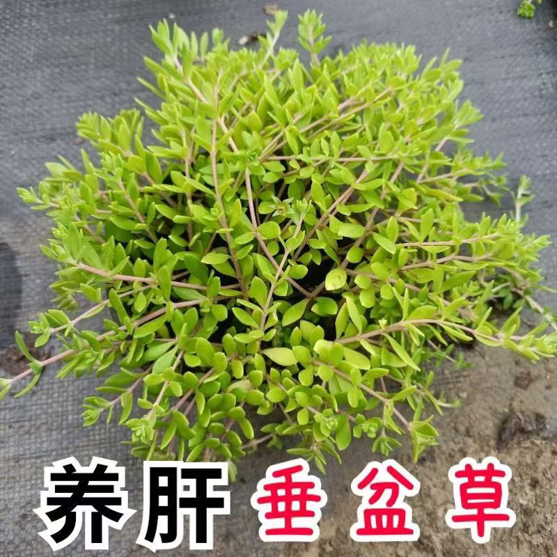 Edible fresh hanging plant pot grass flowers and green plants four…