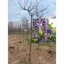 ձ໨LٻֲϘ辰ͥԺe͘䘶ͺ