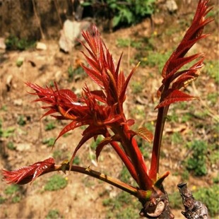 Greenhouse Red Oil Toon Saplings, Toon Saplings, Greenhouse Toon Seedlings, Potted Edible Seedlings, Toon
