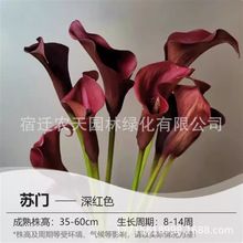 布兰科四季种易活彩色马蹄莲种球阳台盆栽花卉大球块根开花不断