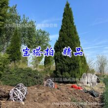宝塔柏树苗5-6-8米高塔松树苗圆柏桧柏蜀桧柏松铅笔柏树苗望都柏