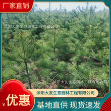 基地批发 自产自销华山松苗 景区造景道路园林工程绿化苗