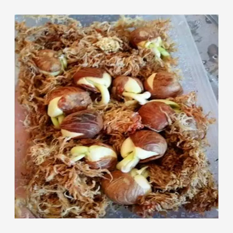 Семена денежного дерева легко выращивать в любое время года, семена цветочных деревьев в горшках на балконе во дворе, плетеное дерево, стандартная клумба денежного дерева.