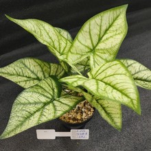 С9^RɏGֲСԼٻٲݿ͏d̨̈҃b