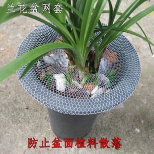 ���ϾW��ֲ��ɢ�仨��W�� ����W�� ֲ�ϱ��o�W �m����W��