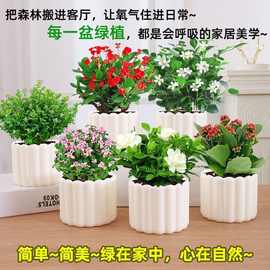 绿萝盆栽办公室内客厅除甲醛桌面好养活花卉小绿植发财树水培植物