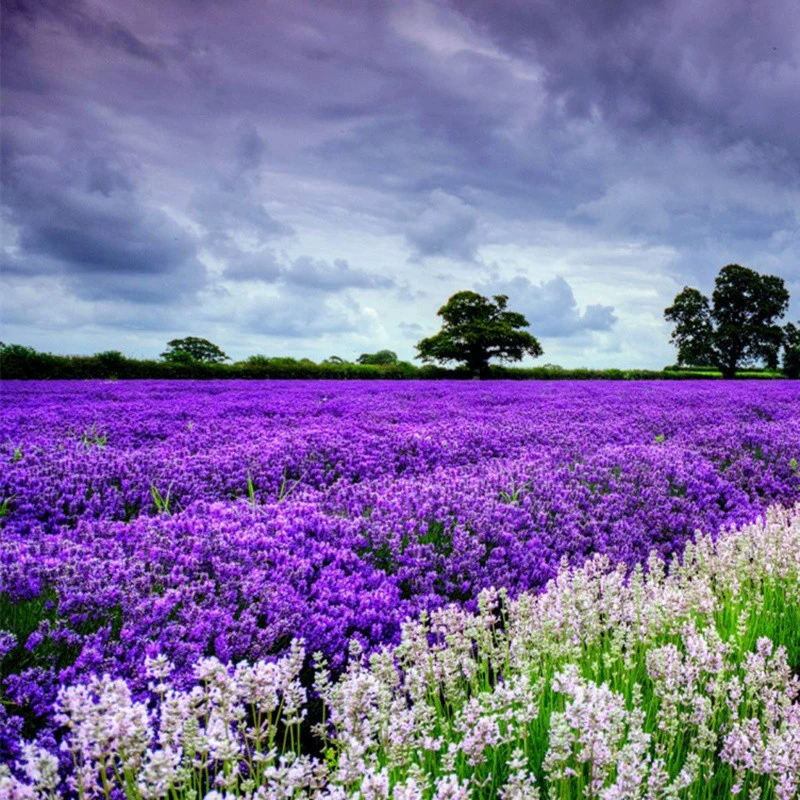 Семена лаванды Four Seasons Посадка цветочных семян средство от комаров рассада цветов в горшках комнатные многолетние морозостойкие комнатные и уличные растения