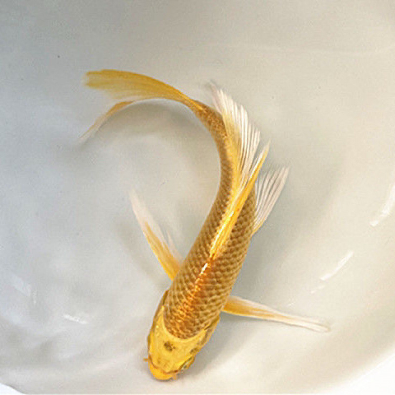 황금 잉어 18-20cm 1개