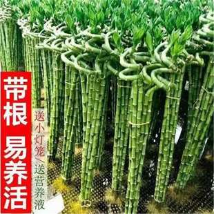 带根水培转运竹富贵竹植物水养弯竹开运竹子盆载客厅室内招财绿植-阿里巴巴