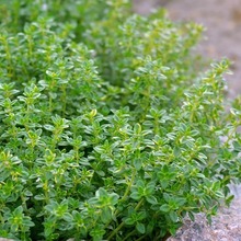 �W�ް�����N�ӿ�ʳ������ţ������{ζ��ɽ������������̨����