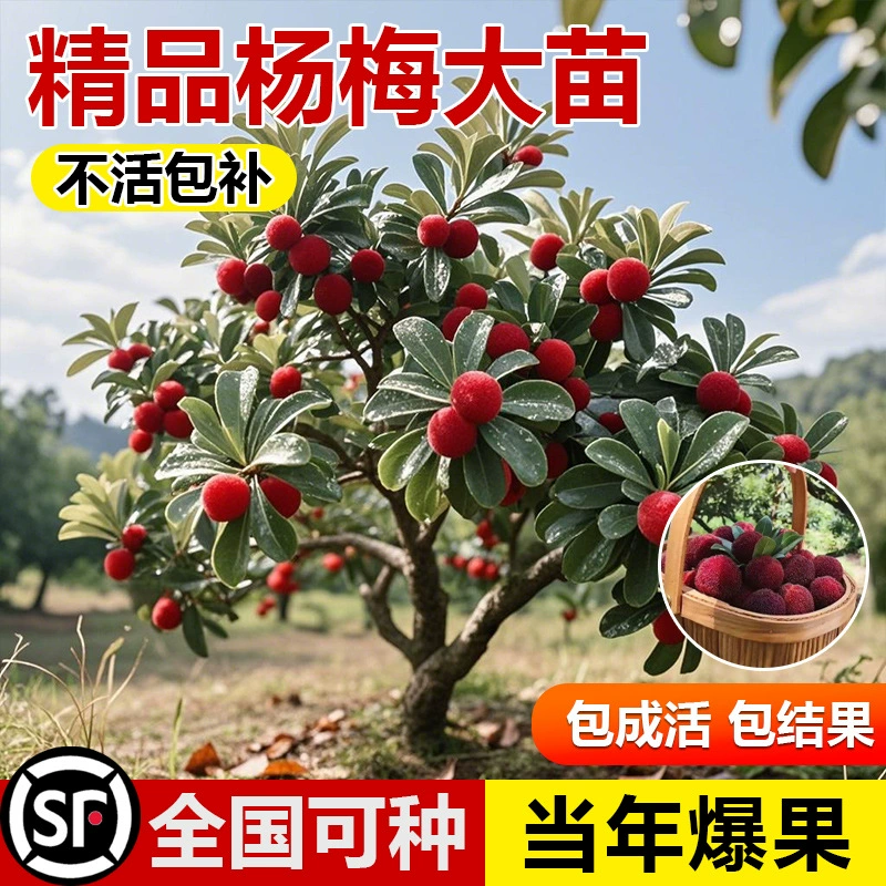 Аутентичные высококачественные саженцы ягодного дерева Dongkui в том же году дают урожай, очень большие саженцы ягодного дерева, саженцы фруктовых деревьев, посаженные на севере и юге.