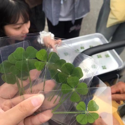 Симпатичная Lucky Four -Leaf Grass Natural Grass Dioaping Card Новая закладка Новые книги желают отдать должное свежему, простую прозрачную карту ветра
