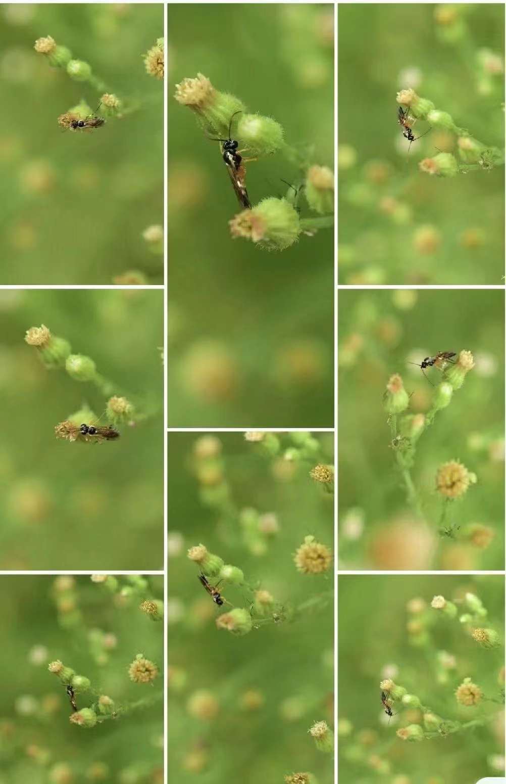 蚜茧蜂在烟叶上的应用100 拷贝.jpg