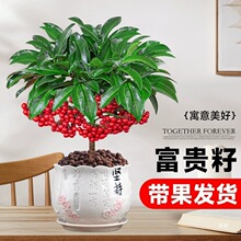 ���F�������f��ֲ����Ӽt���͏d�҃Ⱥ��B���˻��ܾGֲ����