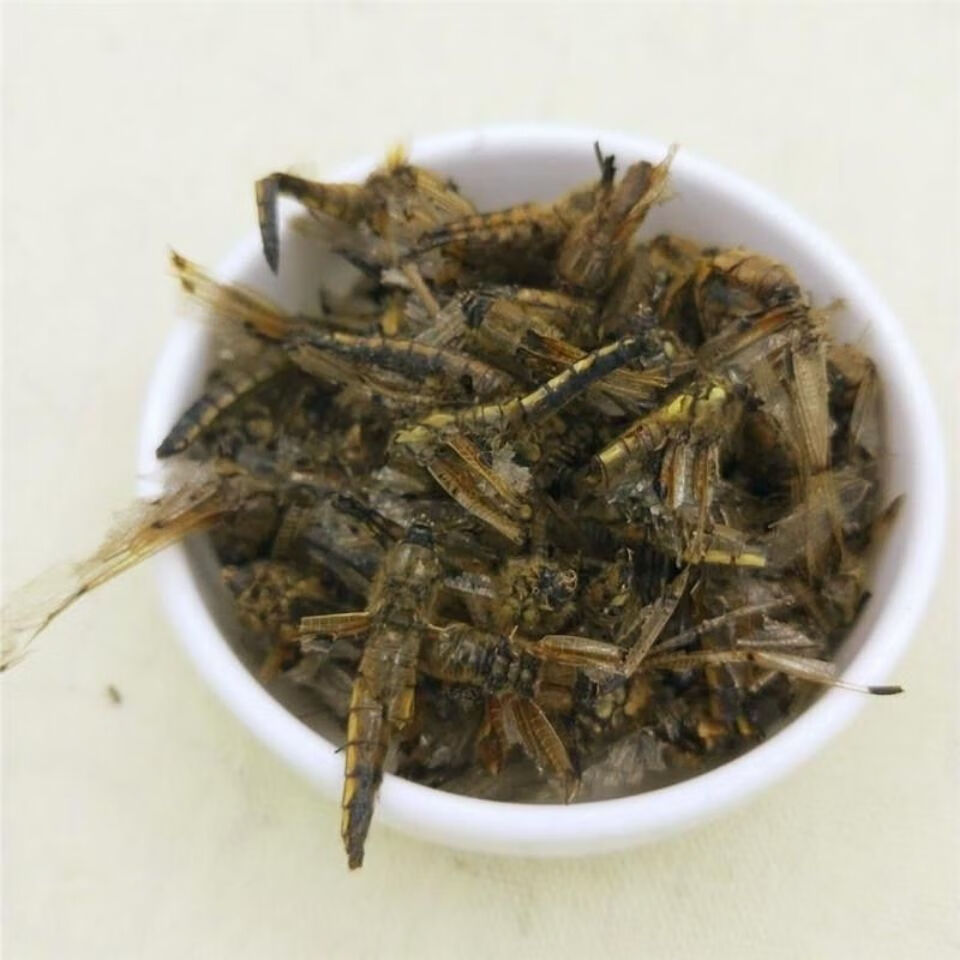 Dragonfly (Anisoptera) Dried Edible Insect — 500g Food-Grade Whole Dragonflies in use