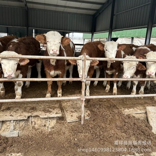 肉牛养殖场出售改良肉牛犊 西门塔尔牛 育肥西门塔尔牛