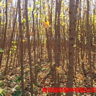 ���̈@��Ԫ�������� �������l��Ǘ����� ��ɽ�������ԾG������