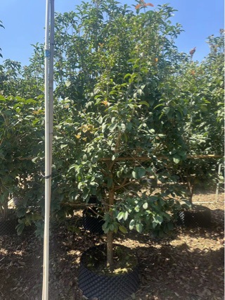 四季桂花头径6公分