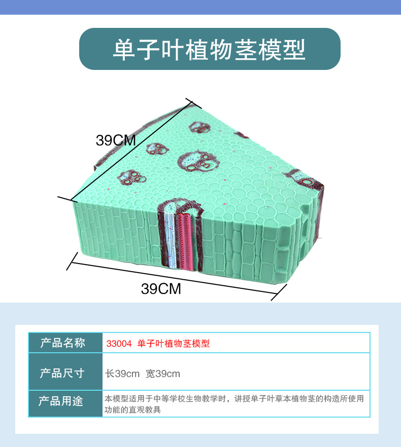 植物茎模型_10.jpg