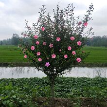 一件代发木槿花树苗盆栽地栽可食用重瓣木槿南方北方种植耐寒庭院