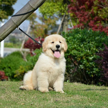 上海犬舍雙血統賽級純種金毛犬幼犬活體小金毛幼崽寵物狗狗出售