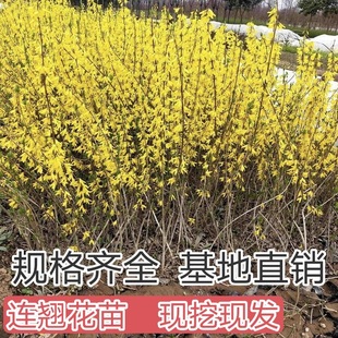 �B�N�ͺ��B�N���҃Ȼ���ֲ���S�ϻ��B�N��������@�־G���B�N����