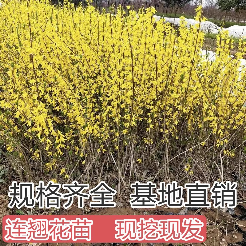 连翘耐寒连翘苗室内花卉植物黄老虎连翘树苗室外园林绿化连翘花苗