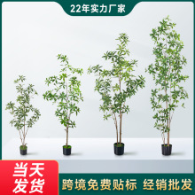 ���l�����R��ľ�پGֲ������ԾGɫֲ���҃ș����쾰�bW�t�Gֲ