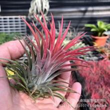 �՚��P�����l ���˻������ԟo��ֲ�� �t���`�� ���������` �G���`