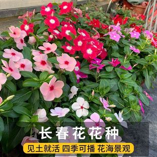 ���L�����N�ӡ����մ��ļ����N �׻�ͥԺ���Ի��� ���÷�N���\�}